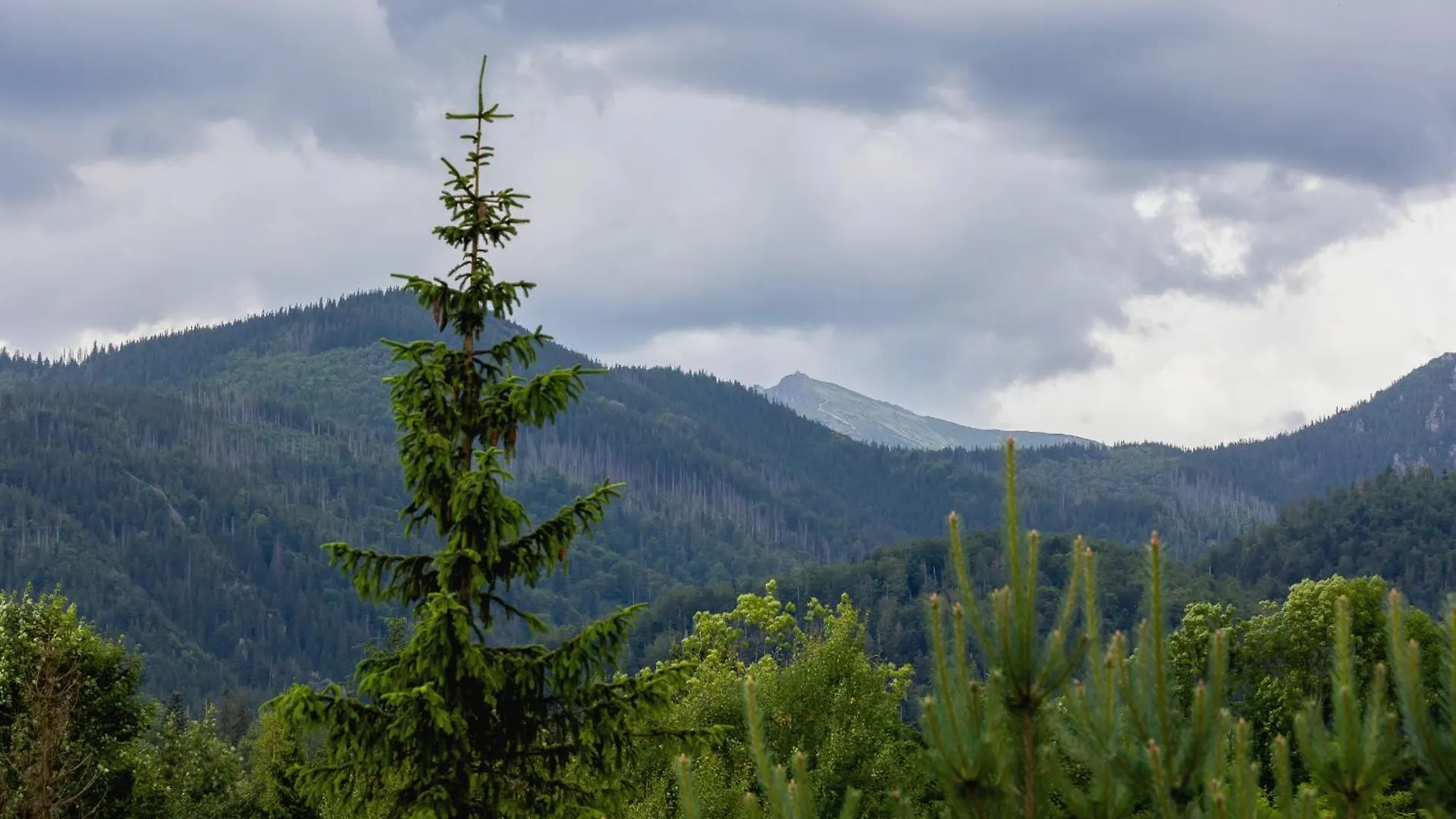 Osiedle Kasprusie Apartament Z 2 Balkonami Zakopane Centrum By Noclegi Renters
